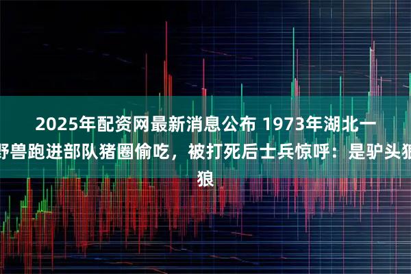 2025年配资网最新消息公布 1973年湖北一野兽跑进部队猪圈偷吃，被打死后士兵惊呼：是驴头狼
